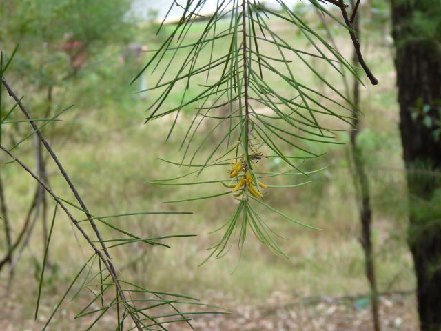 Geebung fruit flowers near Sackville Reserve